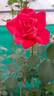 Tipu's Flame™ rose photo