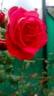 Tipu's Flame™ rose photo