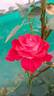 Tipu's Flame™ rose photo