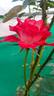 Tipu's Flame™ rose photo