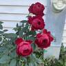 Red Captain rose photo