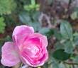 Vesalius rose photo