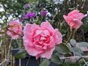 Paris d'Yves St. Laurent rose photo