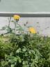 Buttercup rose photo