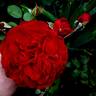 Black Cherry ™ rose photo