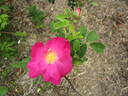 Portland Rose rose photo