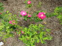 Portland Rose rose photo