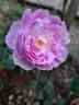 Vesalius rose photo