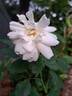 Gruss an Aachen rose photo