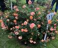 KO 08/2842-07 rose photo