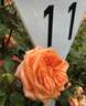 KO 08/2842-07 rose photo
