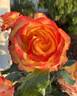 Tequila Sunrise rose photo