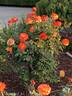 Tequila Sunrise rose photo