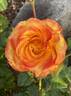 Tequila Sunrise rose photo