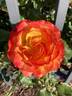 Tequila Sunrise rose photo
