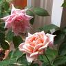 Tereza rose photo