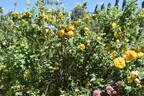 R. hemisphaerica rose photo