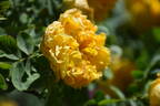 R. hemisphaerica rose photo