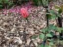 Blessings rose photo