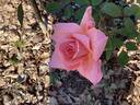 Blessings rose photo