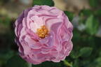 08-22-01 rose photo