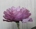 08-22-01 rose photo