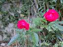 Fête des Mères rose photo