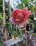Summer Song rose photo