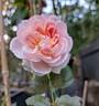 Wildeve rose photo