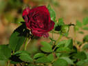 Carolyn Supinger rose photo