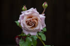 Simply Gorgeous rose photo