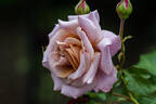 Simply Gorgeous rose photo