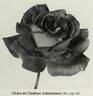 Gloire de Chédane-Guinoisseau rose photo