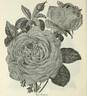 Her Majesty rose photo