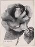 J. B. Clark rose photo