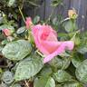 Alicia Courage rose photo