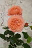 Coral Lions-Rose ® rose photo