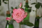Heartbreaker rose photo
