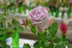 Gra's Blu rose photo