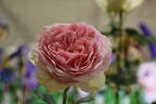 Bridal Bouquet rose photo