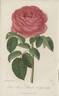 Prince Bazile Dolgorouky rose photo