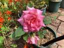 Picture rose photo
