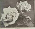 Königin Carola rose photo