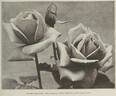 Madame Segond Weber rose photo
