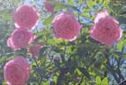 Coupe d'Hébé rose photo