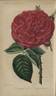 Triomphe de l'Exposition rose photo