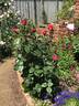 Unconventional Lady rose photo
