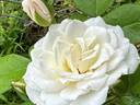 White Magic rose photo