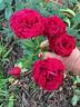 Strong Heart rose photo