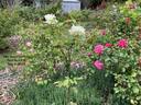 Mrs. David McKee rose photo